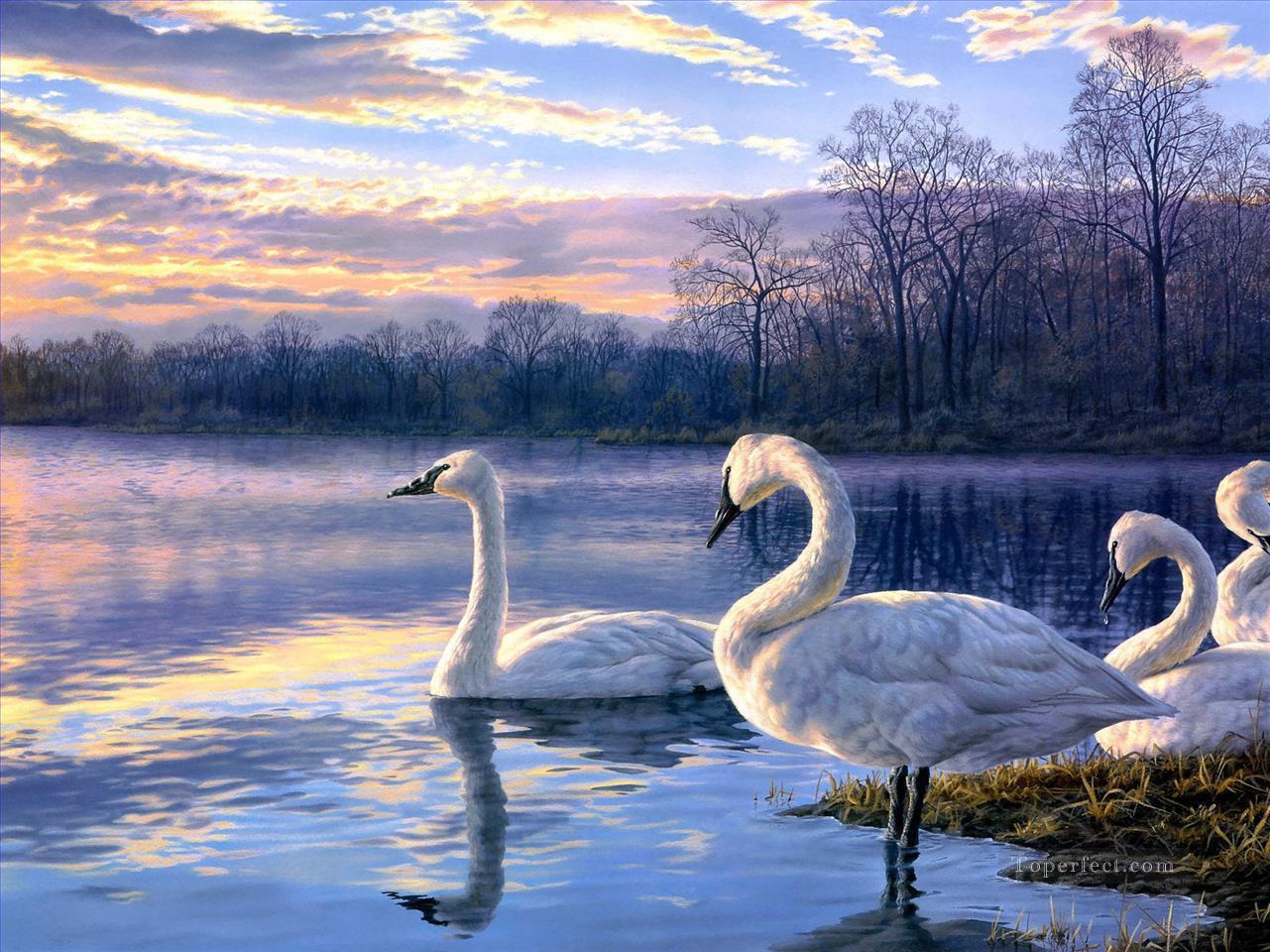 cygne lac coucher de soleil paysage oiseaux Peintures à l'huile